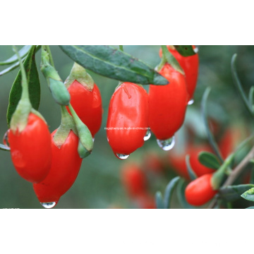 Dired Goji Berry (0006)